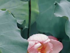 -洪湖生态旅游区