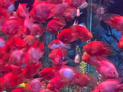 -南昌融创海世界