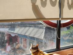 -绒爪撸猫下午茶·猫咖