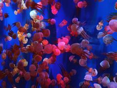 -成都浩海立方海洋公园