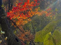 -天女山森林公园