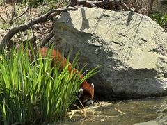 -合肥野生动物园