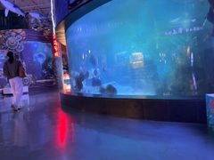 -烟台海昌鲸鲨海洋公园