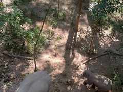 -野象谷景区