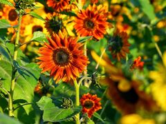 -汉长安城未央宫国家考古遗址公园