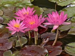 -国家植物园南园