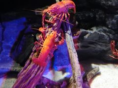 -凯莉-塔尔敦海洋生物水族馆