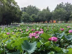 -东升八家郊野公园