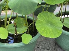 -云溪植物园