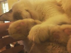 -猫色咖啡·猫咖