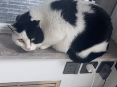 -乖乖宠物医院·猫科·骨科·24小时(云岗分院)