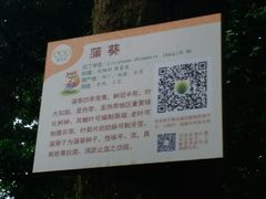 -南宁良凤江国家森林公园