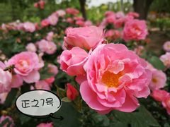 -大兴世界月季主题园