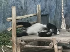 -深圳野生动物园