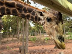 -清迈夜间动物园