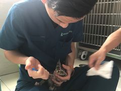 -东莞宠友24H宠物中心医院·转诊夜诊·异宠(新河北路院)