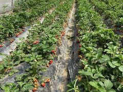 -小鱼草莓采摘园农家乐·小鱼餐厅