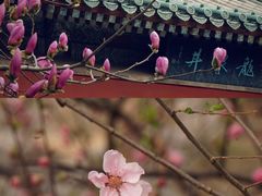 -隆兴寺
