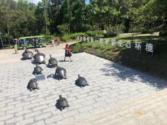-广东惠东海龟国家级自然保护区