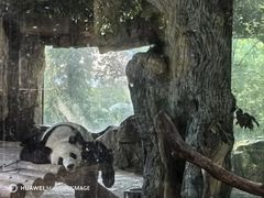 -广州长隆野生动物世界
