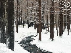 -白水寺森林公园