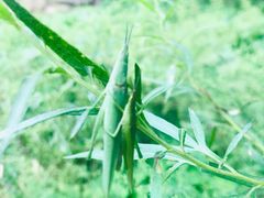 -碓臼峪自然风景区