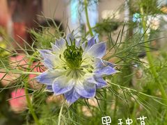 -花邻FloweringLife花艺气球派对(武康大楼店)