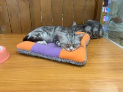 -龟与熊猫宠物公园(南坪店)