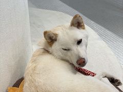 -柴务处·柴犬主题狗咖