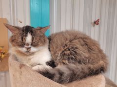-猫小院猫主题咖啡厅(北锣店)