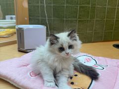 -帕帕拉兹宠物(亚洲旗舰店)