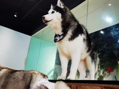 -Husky Go! 哈士奇体验馆·宠物咖啡厅狗咖