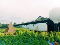 -紫颐香薰山谷景区