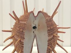-青岛贝壳博物馆