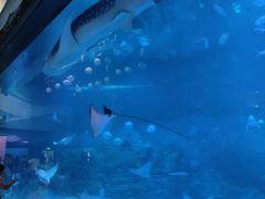 -烟台海昌鲸鲨海洋公园