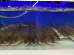 -盒马鲜生(大成店)