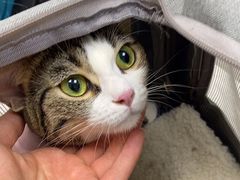 -中农国际动物医院24小时·猫科·骨科·急重症中心