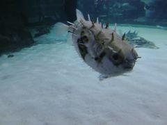 -凯莉-塔尔敦海洋生物水族馆