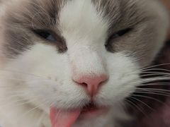 -北京恒爱动物医院(清景园分院)