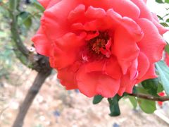 -松山湖梦幻百花洲
