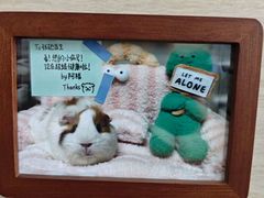 -北京观赏动物医院·24小时大型综合·猫专科·异宠专科