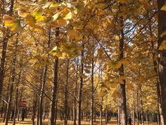 -汉景帝阳陵博物院