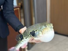-鲐赏河豚(长寿店)
