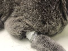 -格蕾宠物医院24H·猫科·肿瘤科·骨科中心(福州总院)