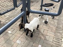 -长白岛森林公园