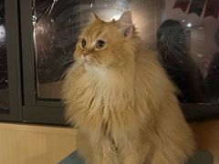 -MOCHA明星猫咖(田子坊店)
