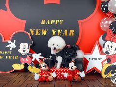 -超宠爱宠物摄影-Super pet