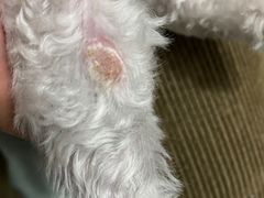 -瑞鹏宠物医院·爱宠堂·骨外专科(西荷分院)