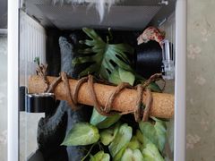 -酷以爬仙阁实体爬宠店·守宫·蜥蜴·专业繁育