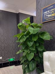 -深圳阳光医疗美容医院·旗舰店